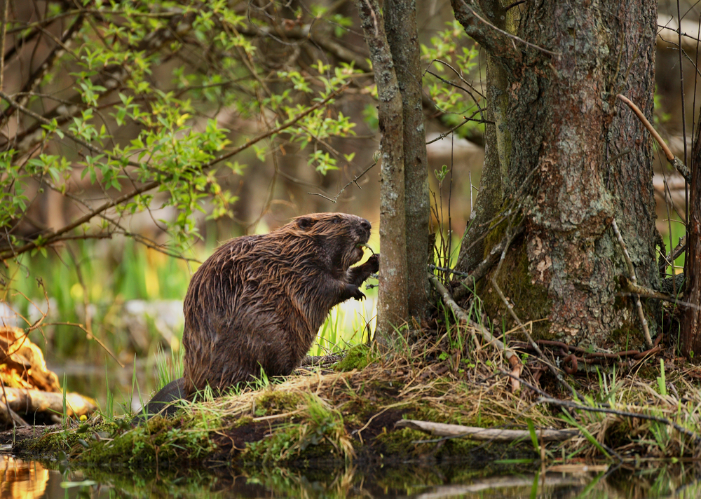 A beaver standing next to a tree in a forest.