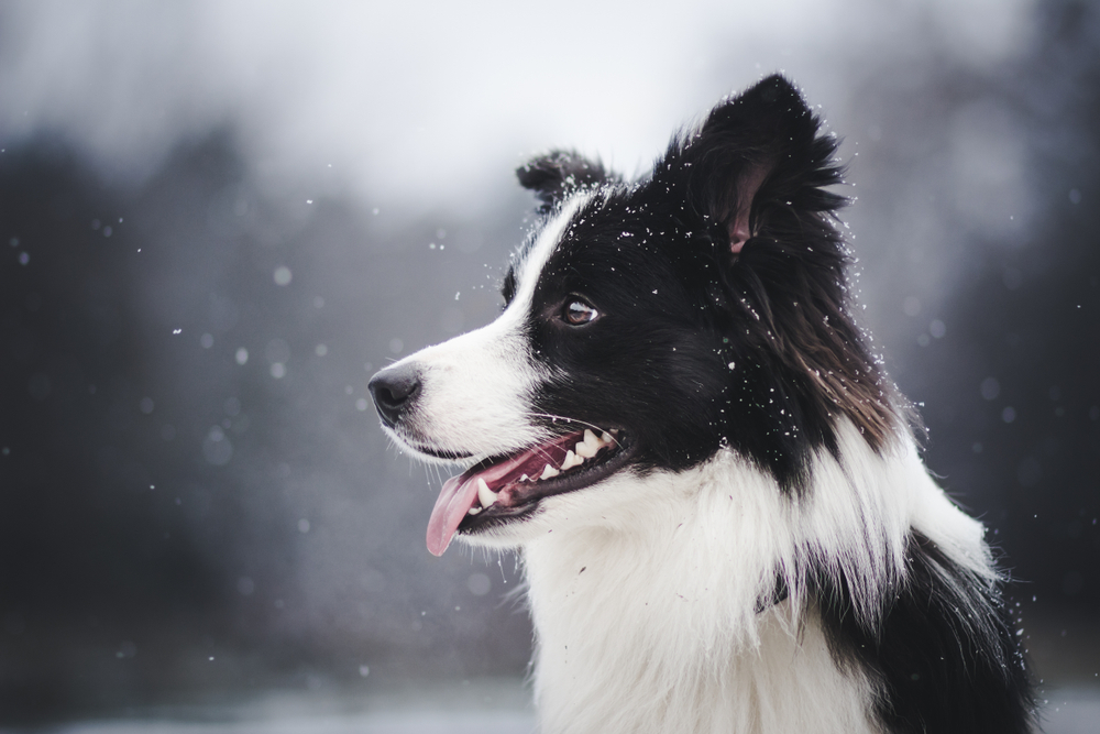 Close-up of a border collie standing in the snow.