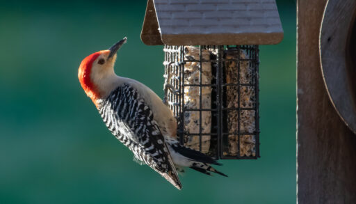 Red-headed bird collecting seeds from a bird house.