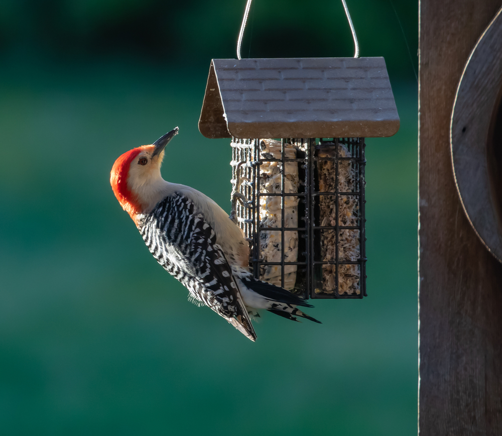 Red-headed bird collecting seeds from a bird house.