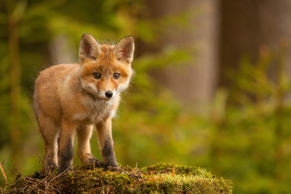 Baby orange-coloured fox in a green forest.