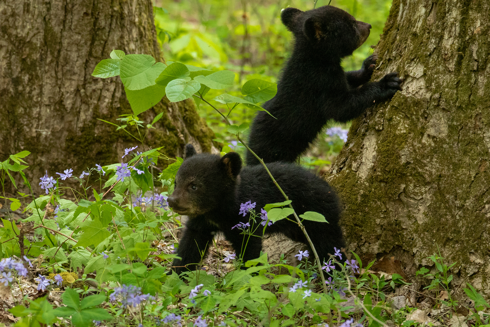 Two black bear cubs standing in a forest with purple flowers.