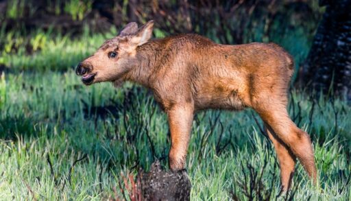 Close-up of a moose calf standing in a field.