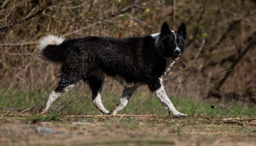 Side view of a black and white dog walking in a forest.