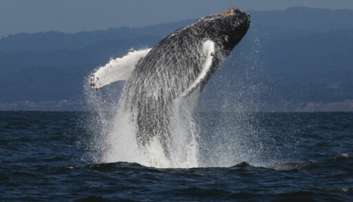 A humpback whale breaches off the coast of Monterey, California.