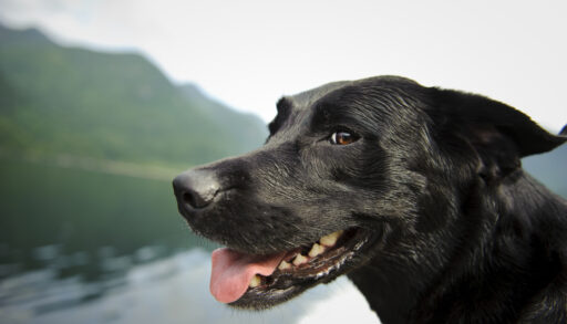 Close-up of a black lab dog standing in front of a lake.