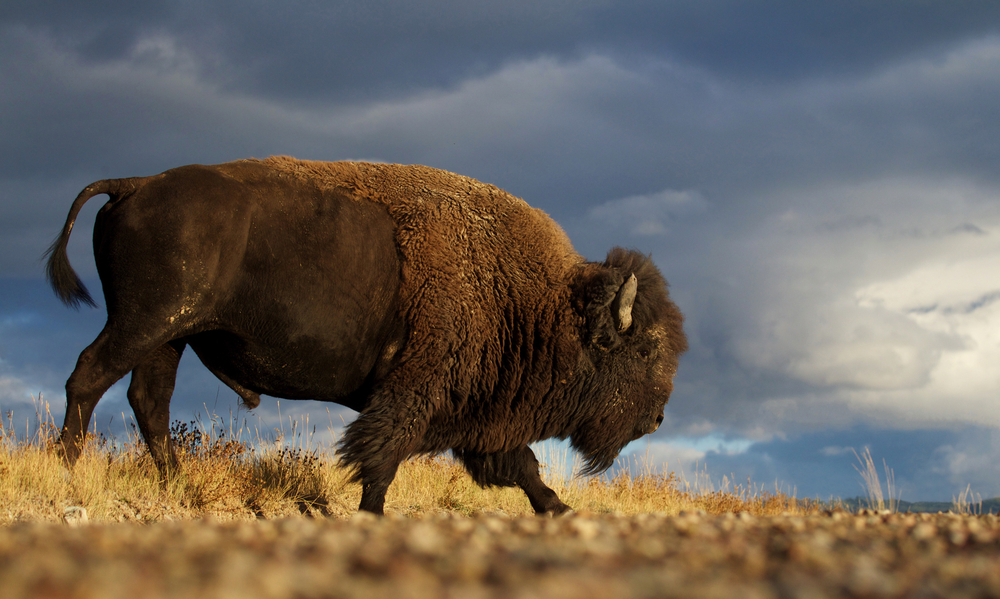 A bison standing on a field of yellow grass.
