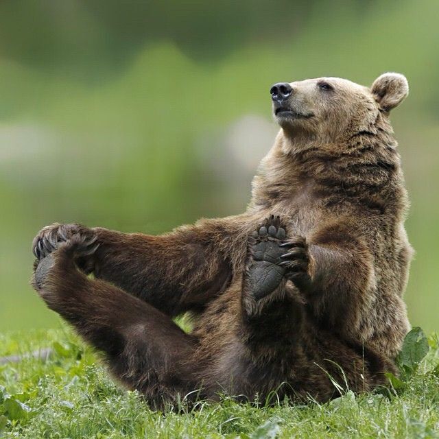 Bear grabbing its feet