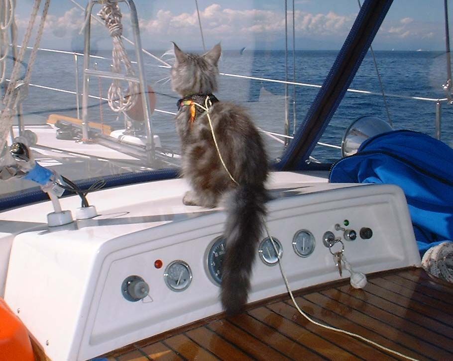 Kitten at boat controls