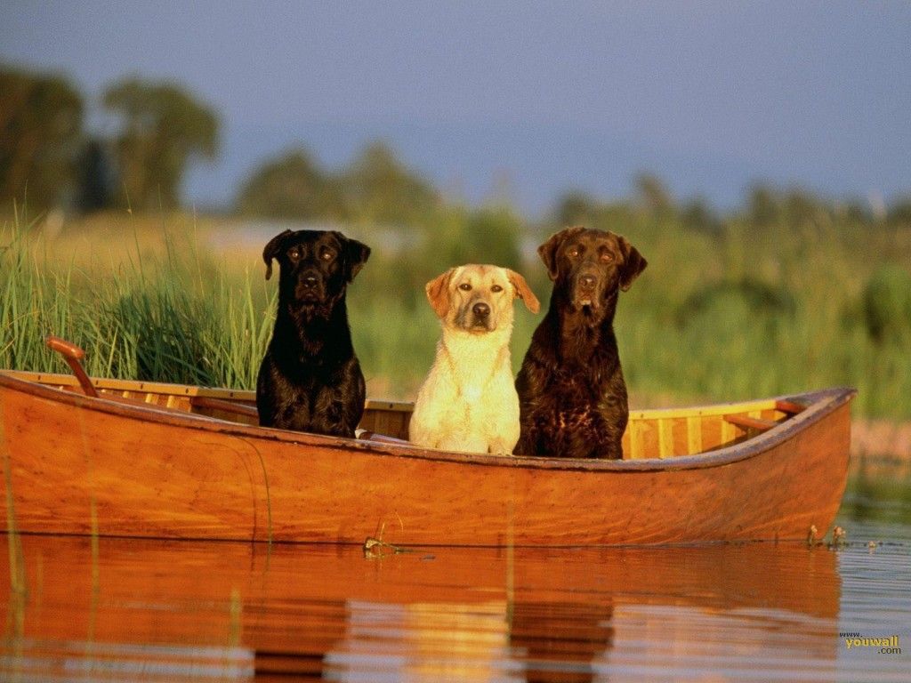 three dogs in a canoe