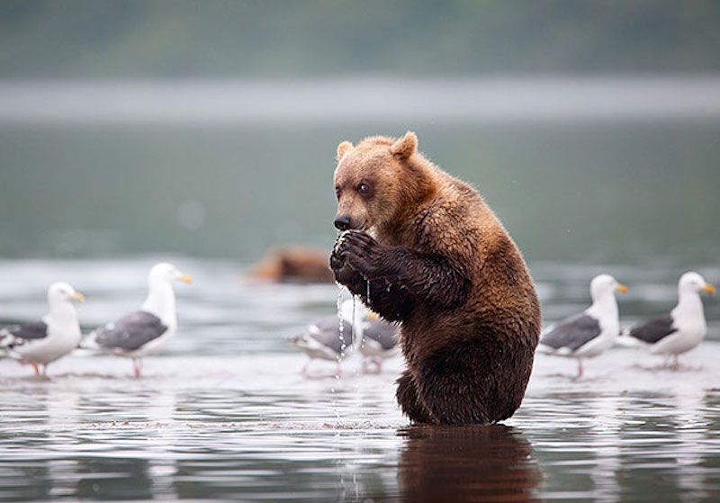 bear eating greedily