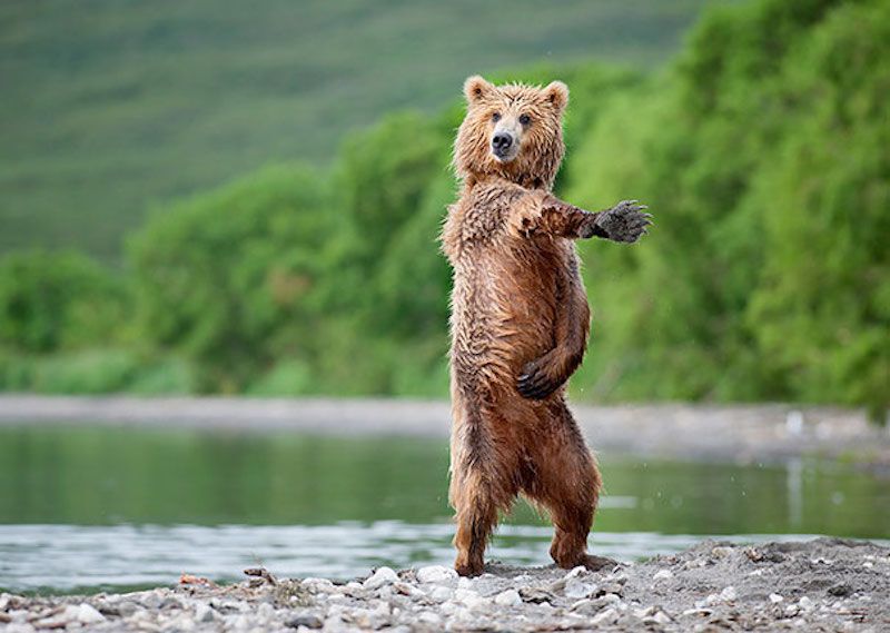 bear on hind legs that looks like it's dancing