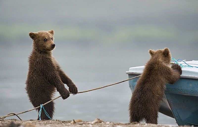 Two bears by a boat