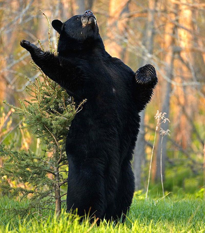 A bear gesturing proudly