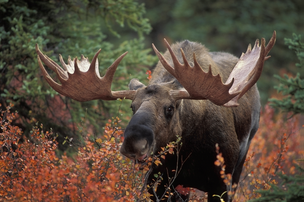Close-up of a moose in a forest with green and orange leaved trees.