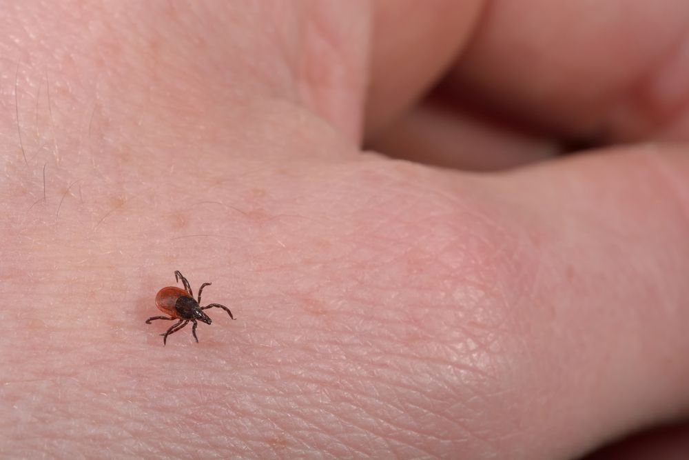 Close-up of a black-legged tick walking on a person's hand.