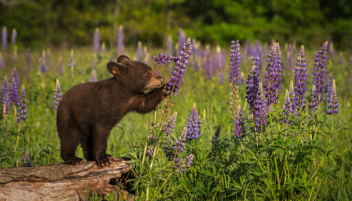 Bear cub holding a lavender plant.
