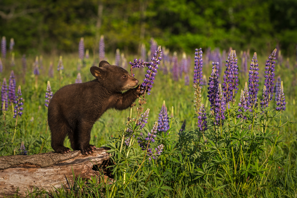 Bear cub holding a lavender plant.