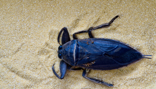 Black beetle in sand.