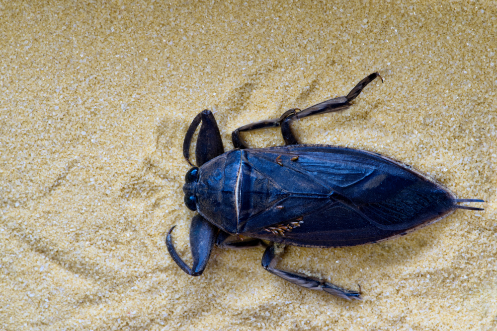 Black beetle in sand.