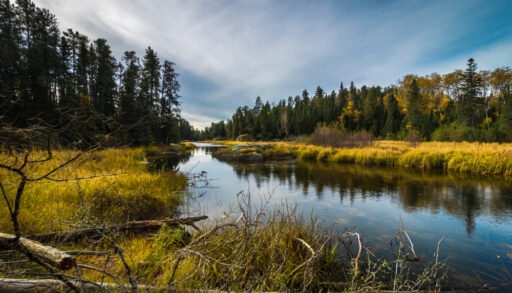 Peaceful section of the boreal forest with a calm river flowing through.