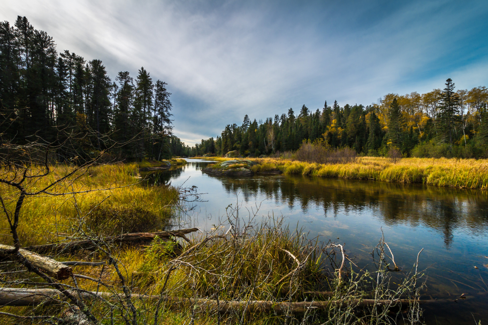 Peaceful section of the boreal forest with a calm river flowing through.