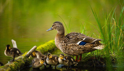 Female mallard duck with ducklings on the shore of a pond.