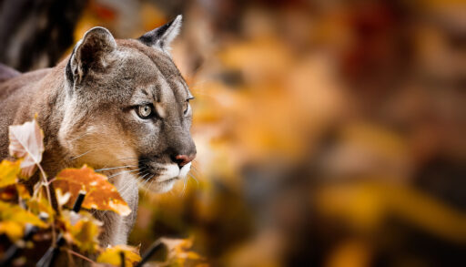 Close-up of a cougar standing in an autumn forest.
