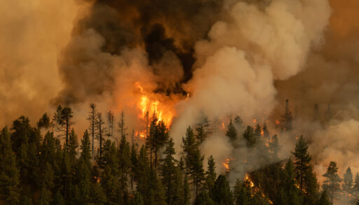 Wildfire raging in a forest with billowing large clouds of grey smoke and orange flames.
