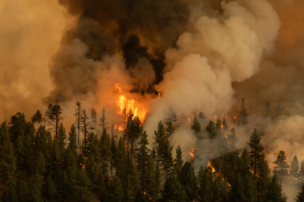 Wildfire raging in a forest with billowing large clouds of grey smoke and orange flames.