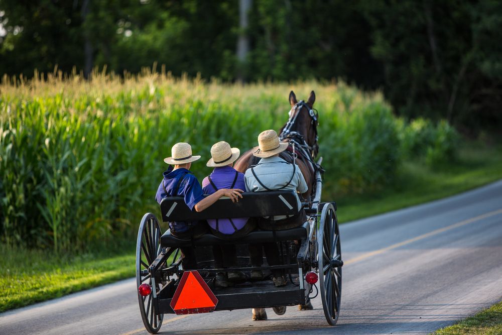 Three men travelling in a horse and buggy on a road.
