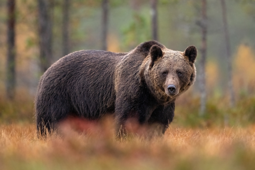 Side view of a grizzly bear standing in an autumn forest.