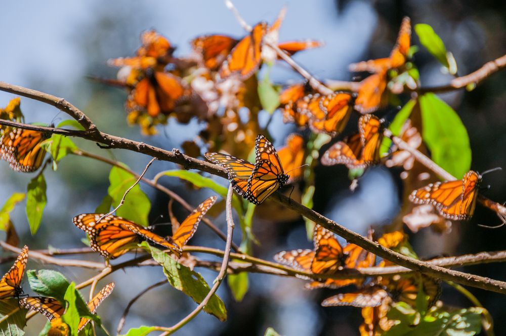 Close-up of monarch butterflies on a tree branch.
