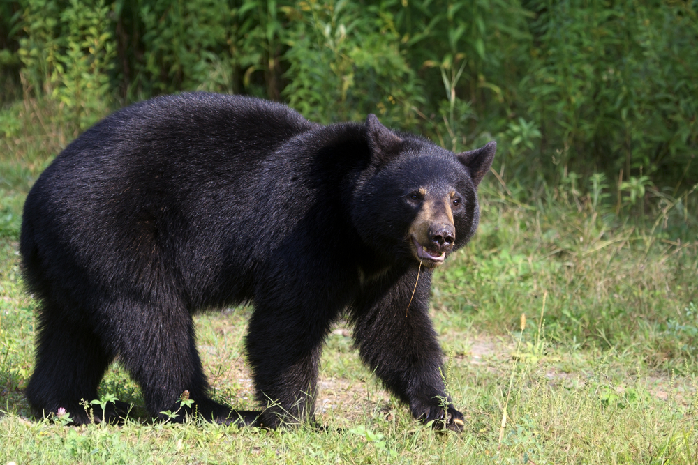 Black bear walking in a forest.
