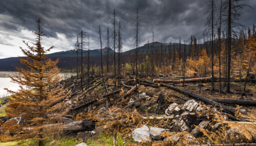 Aftermath of a forest fire in Jasper National Park, Alberta.