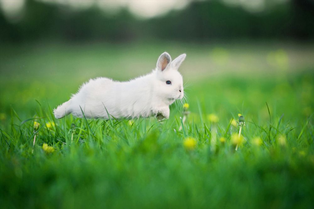 A small, white bunny running through a grassy field.