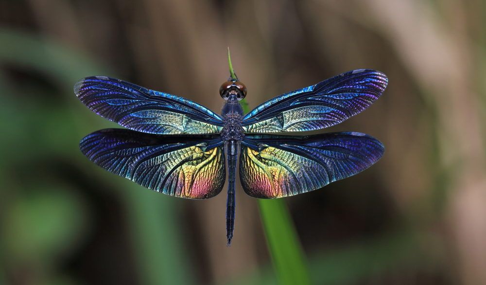 Close-up of a blue dragonfly.