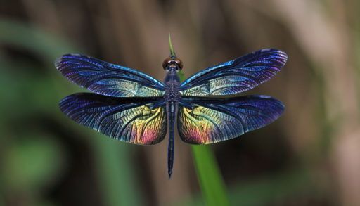 Close-up of a blue dragonfly.