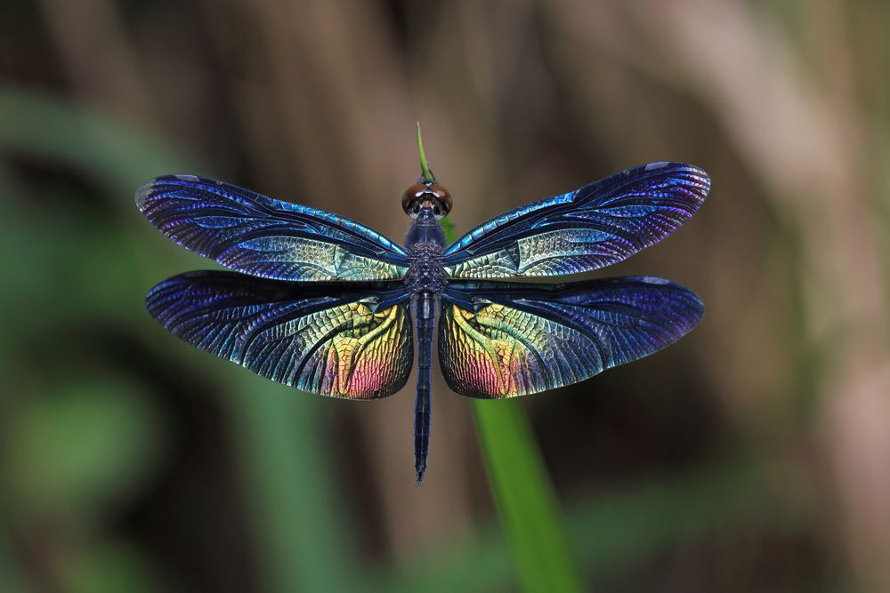 Close-up of a blue dragonfly.