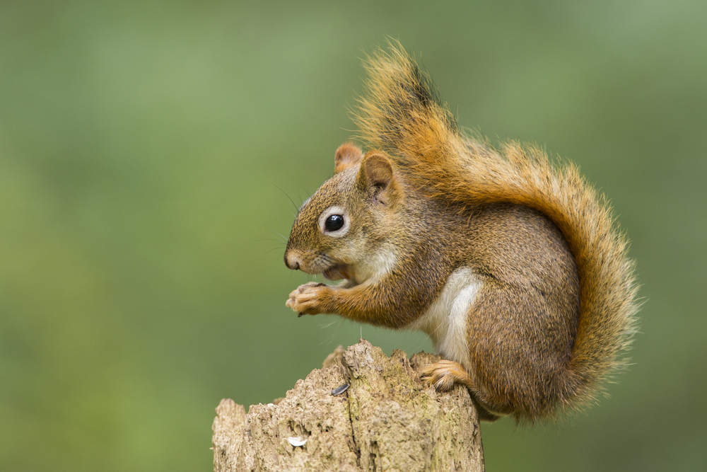 Squirrel sitting on a tree stump.