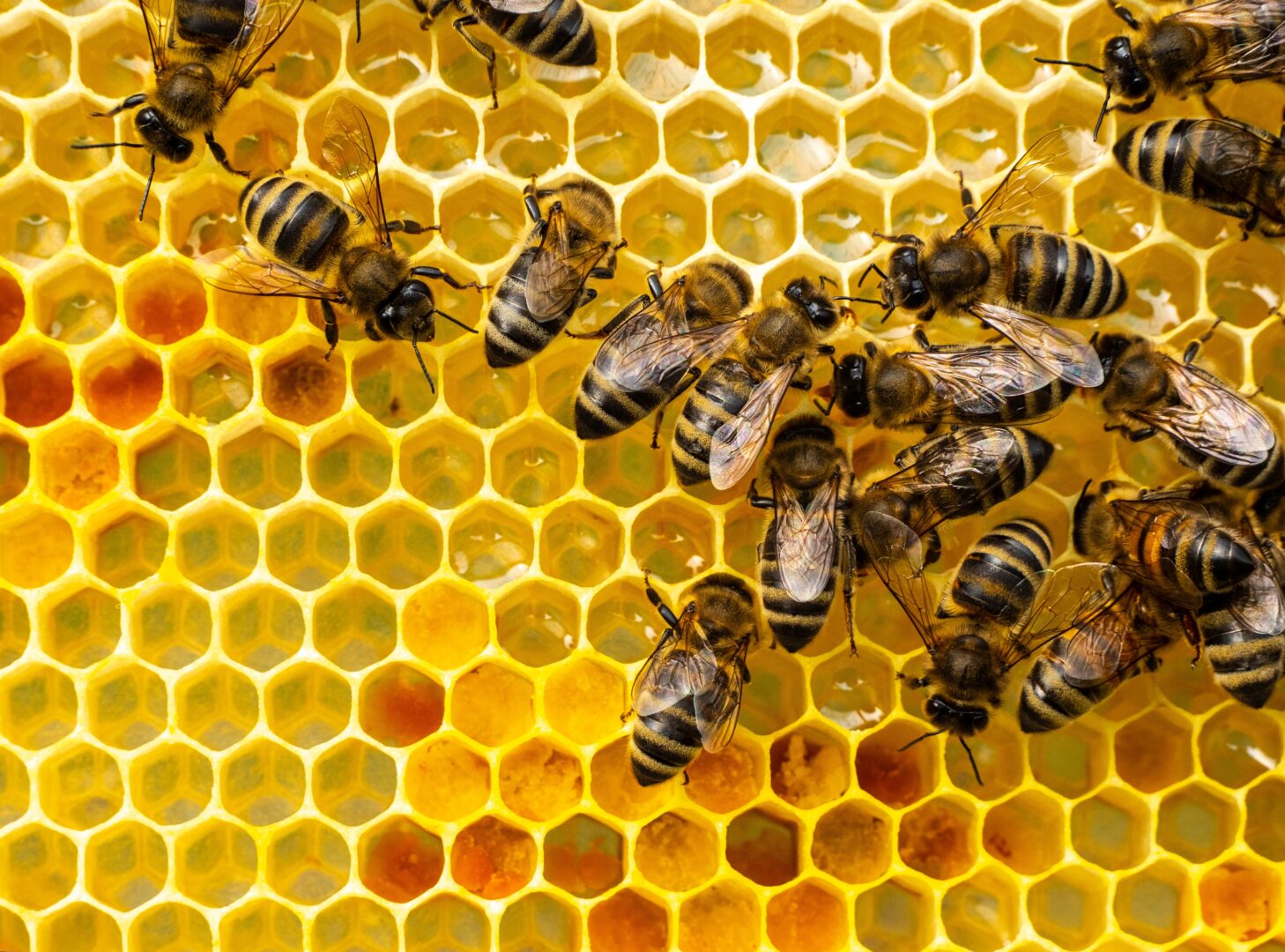 Honeycombs with nectar, pollen, honey, and bees