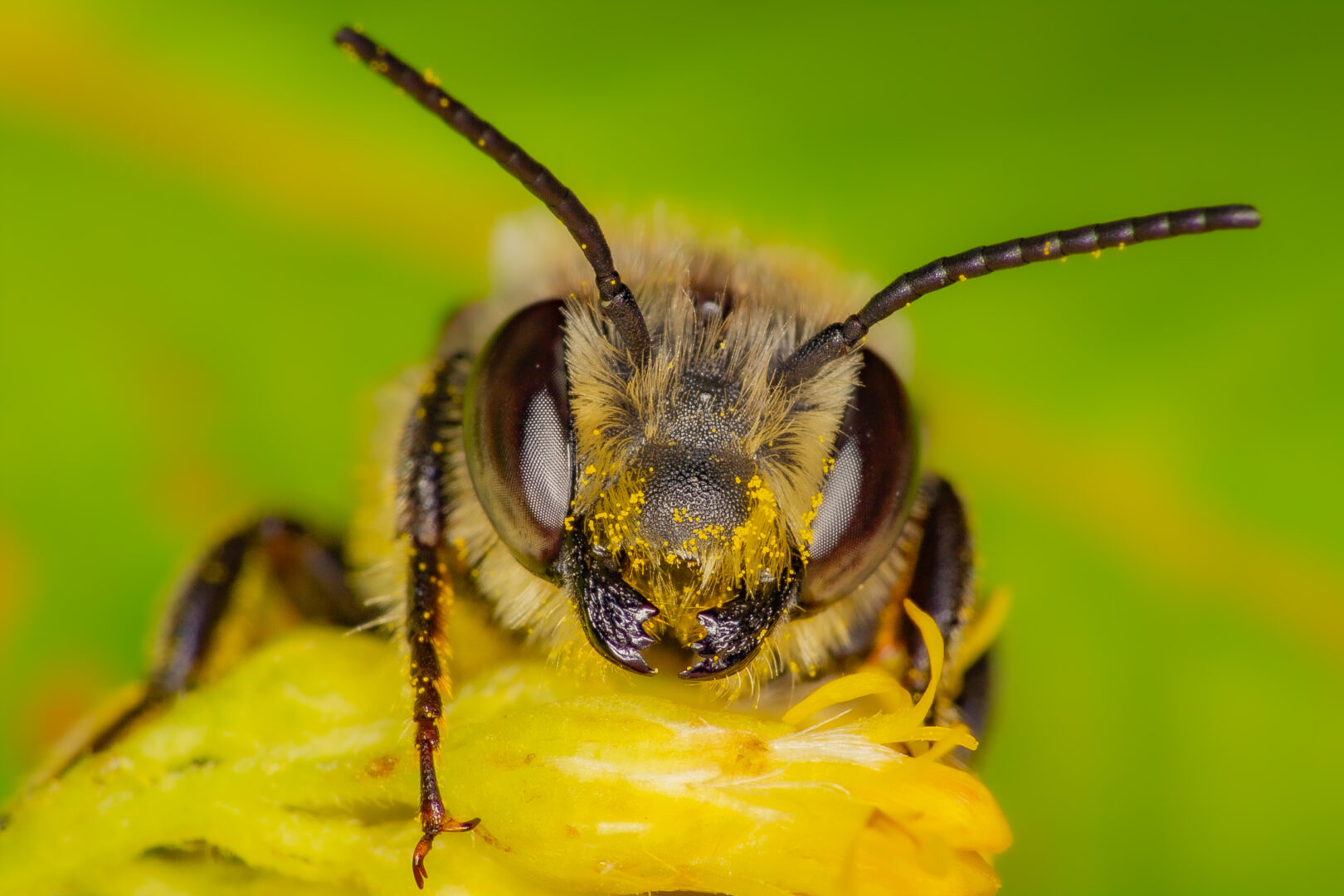 A wild bee in Quebec looking at camera, gathering pollen and nectar
