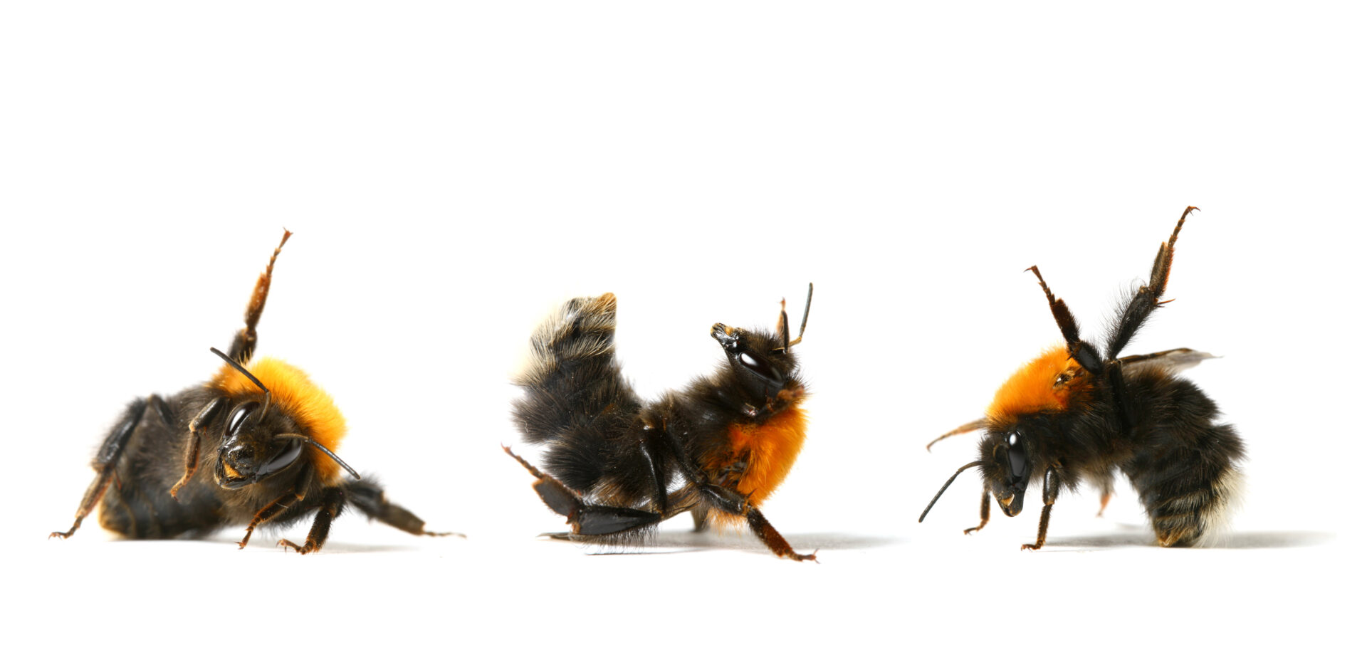 Three bumblebees next to each other doing aerobic dance