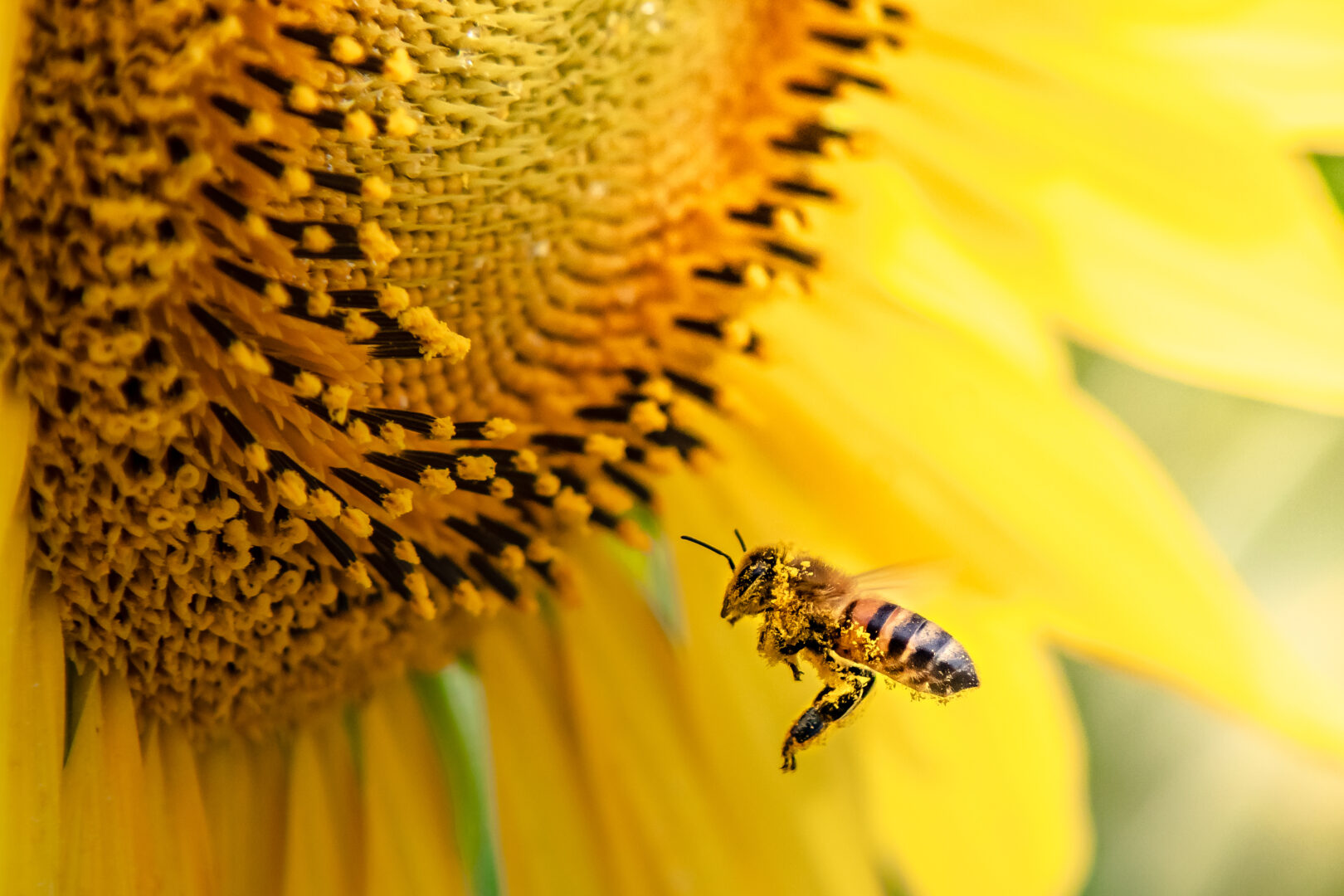 Honeybee pollinating sunflower