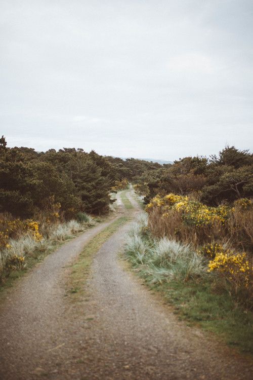 Path leading into brush