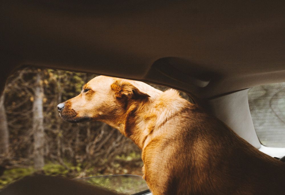 Dog hanging head out car window