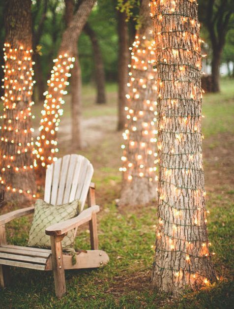 String lights on tree trunks