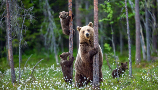 Grizzly bear and her cubs climbing trees in a forest.