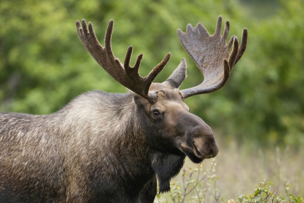Side view of a moose standing in a grassy field.