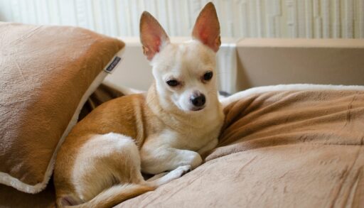 Light brown chihuahua sitting on a couch.